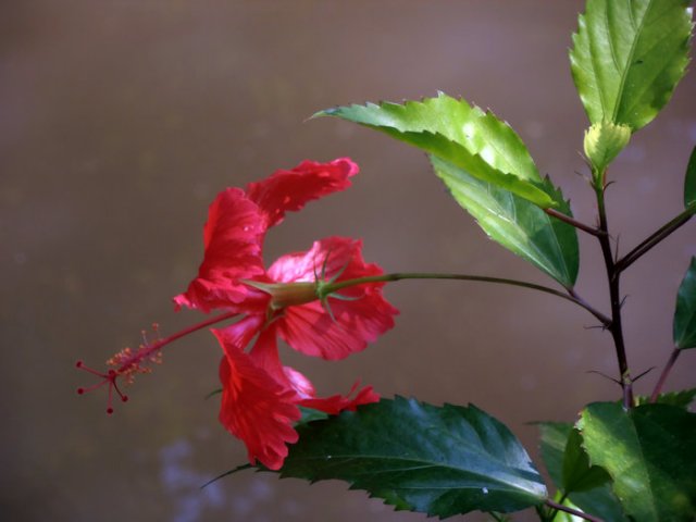 village fleur rouge